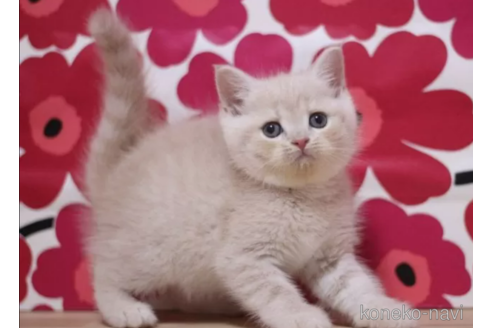 成約済の東京都のスコティッシュフォールド-100757の2枚目